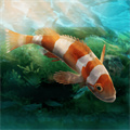 水族馆设计师最新版